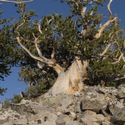 Bristlecone Pines in Great Basin National Park. Photo © Tee Poole