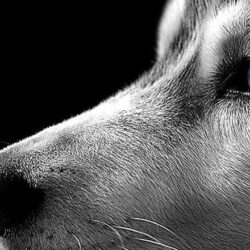 : Wallpapers Dog Pitbull Homepage Siberian Husky X