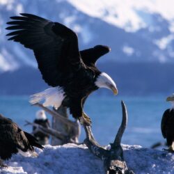 Animals : Pretty Animals Wings Extended Bald Eagles Desktop Image