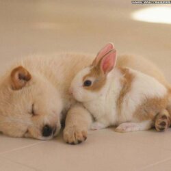 Sleeping Puppy and Cute Rabbit