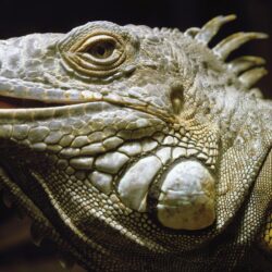Desktop Wallpapers · Gallery · Animals · Green iguanas Lizard