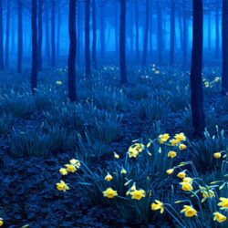 black forest wallpapers Wallpapers HD Image 11860