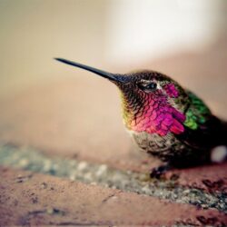 Hummingbird Wallpapers For Free Wallpapers