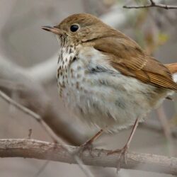 Hermit Thrush photos and wallpapers. Collection of the