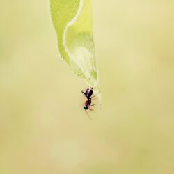 Wallpapers : ant, grass, background, faded