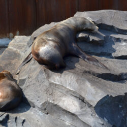 Sea lions on rock