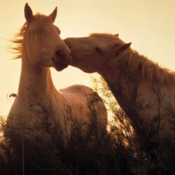 Wallpapers For > Pinto Horse Wallpapers Desktop