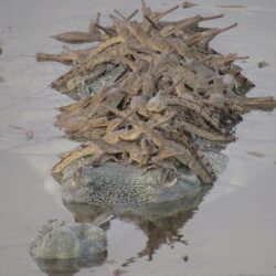 Papa Gharial croc with his hatchlings! : aww