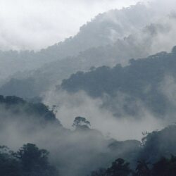 Costa Rica Cloud Forest Wallpapers