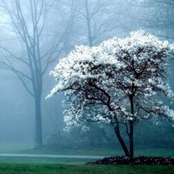 Early Morning Fog Wallpapers