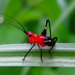 Daily Insect 72: red crickets