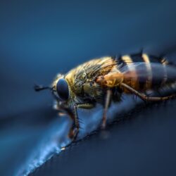 Download wallpapers fly, insect, macro, eyes, wings