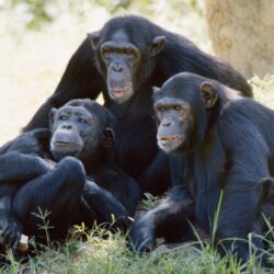 HD Chimpanzee Family Wallpapers