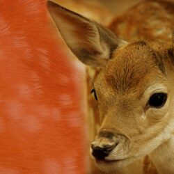 Deer Wallpapers – Animal Spot