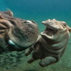 Hippo Baby With Mom