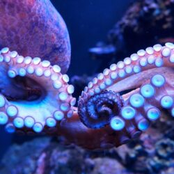Octopus HD Wallpapers free