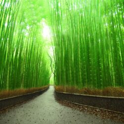 Bamboo Forest HD Wallpapers