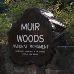 Muir Woods • Sausalito • Tiburon
