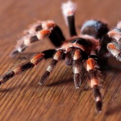 18 Tarantula HD Wallpapers