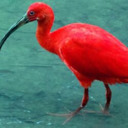ibis red bird water hd widescreen wallpapers / birds backgrounds