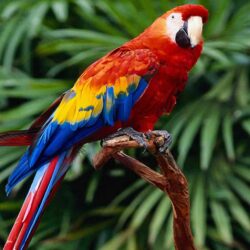 Red Macaw Wallpapers 2