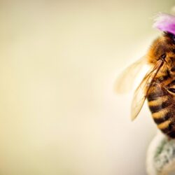 bee image