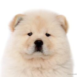 Chow Chow Puppy Wallpapers