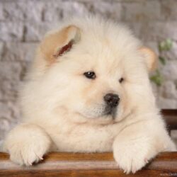 Chow Chow Android Wallpapers Desktop Backgrounds