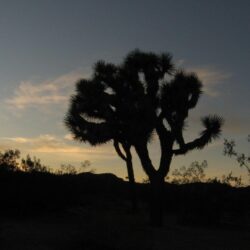 joshua tree national park wallpapers 1080p high quality,