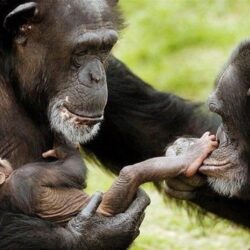 Baby chimpanzee wallpapers