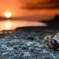 beach shells mussels sunset free hd wallpapers beach shells