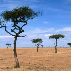 Scattered Acacia Trees / Kenya / Africa wallpapers and image