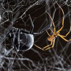 This is a blog about spiders!