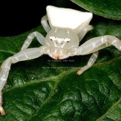 white crab spider leafs arachnids nature
