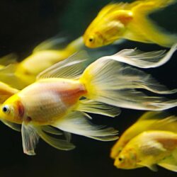 50+ Colorful Goldfish Wallpapers