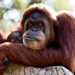 Orangutan Wallpapers and Backgrounds Image