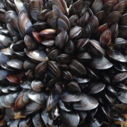 Mussels Wallpapers High Quality