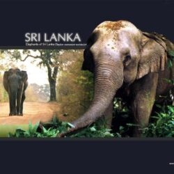 Sri Lanka Elephant Wallpapers in 1024 x 768 Resolution