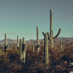 Saguaro National Park East, Arizona ❤ 4K HD Desktop Wallpapers for
