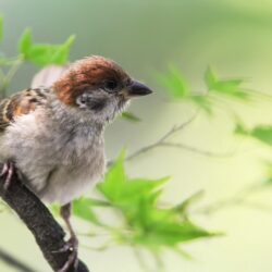 Download wallpapers sparrow, bird, branch, sit