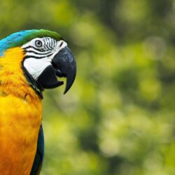 Parrot Wallpapers HD Backgrounds, Image, Pics, Photos Free Download