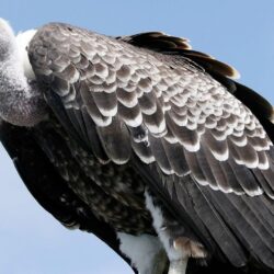 Nice Ruppells Vulture Wallpapers In Hds , Free Widescreen HD wallpapers