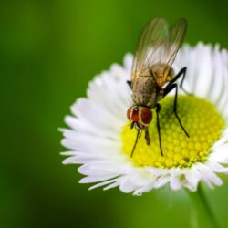 Common Housefly on a white