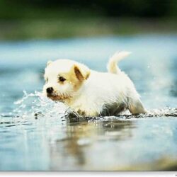 Puppy Wallpapers Free Group