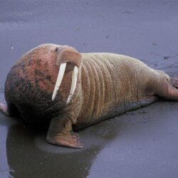 Free Walrus Wallpapers download