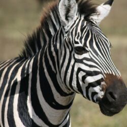 Zebra Pictures