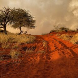 namibia africa hills grass tree sand road HD wallpapers