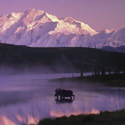 Moose walking in the Denali Lake, Alaska wallpapers #