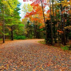 Download wallpapers Acadia National Park, autumn, road, trees free
