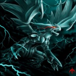 Reshiram and Zekrom image Zekrom HD wallpapers and backgrounds photos